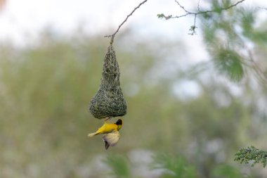 Weaver kuş yuvada