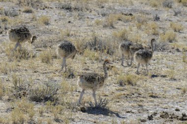 Devekuşu Afrika Savannah