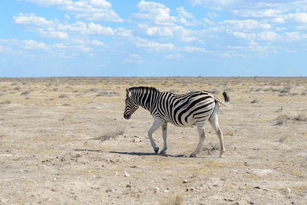 Afrika Milli Park Içinde Vahşi Zebra — Stok fotoğraf