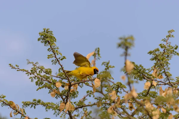 Pájaro Tejedor Nido — Foto de Stock