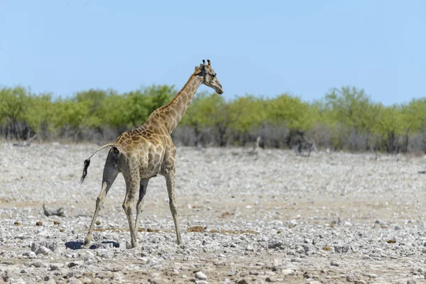 Giraffa Nella Savana Africana — Foto Stock