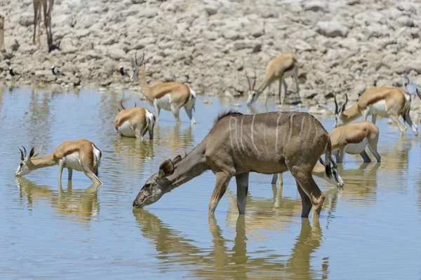 Kudu Antiloper Den Afrikanska Savannen — Stockfoto