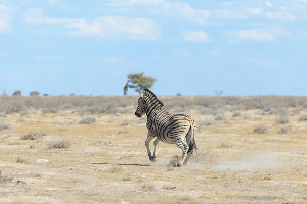 Zebry Parku Narodowego Afryki — Zdjęcie stockowe