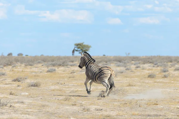 Afrika Milli Park Içinde Vahşi Zebra — Stok fotoğraf