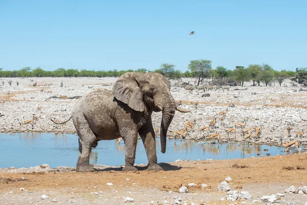 非洲大草原上的野生大象 — 图库照片