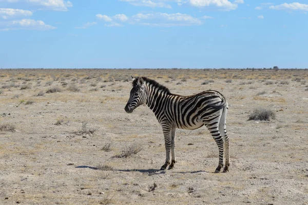 Zebra Selvagem Parque Nacional África — Fotografia de Stock