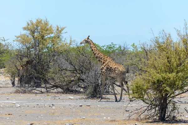 Giraffe Afrikaanse Savanne — Stockfoto