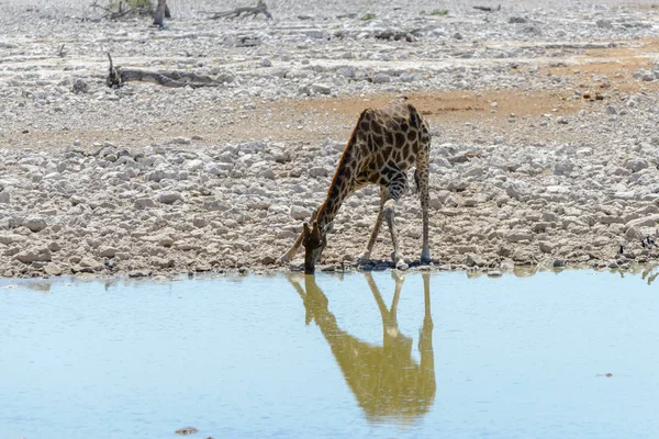 Giraffe Afrikaanse Savanne — Stockfoto