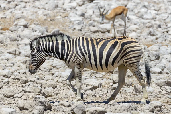 Divoká Zebra Africe Národního Parku — Stock fotografie