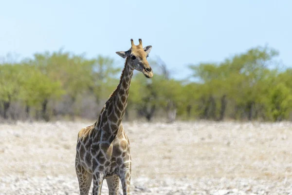 Afrika Savana Zürafa — Stok fotoğraf