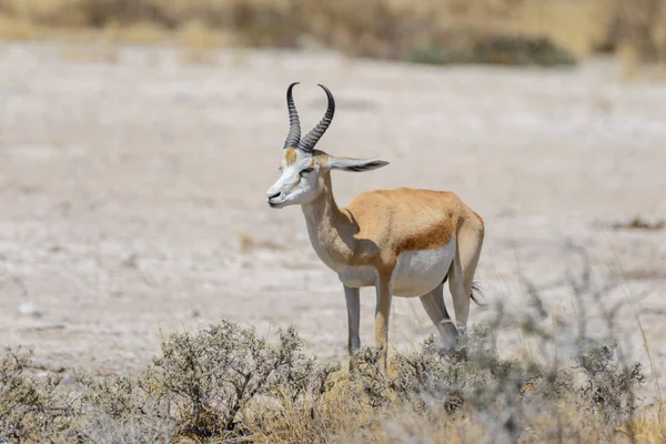 Antilopi Kudu Nella Savana Africana — Foto Stock