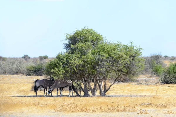 Oryxantilope Der Savanne — Stockfoto