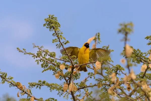 Webervogel Nest — Stockfoto