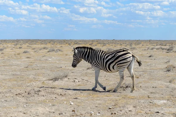 Zebra Selvatica Nel Parco Nazionale Dell Africa — Foto Stock