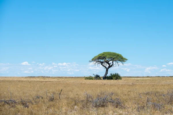 Bela Paisagem Africana Vista — Fotografia de Stock