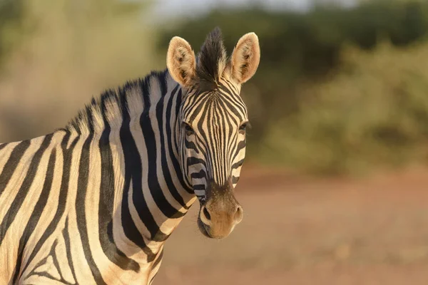 Zebra Selvatica Nel Parco Nazionale Dell Africa — Foto Stock