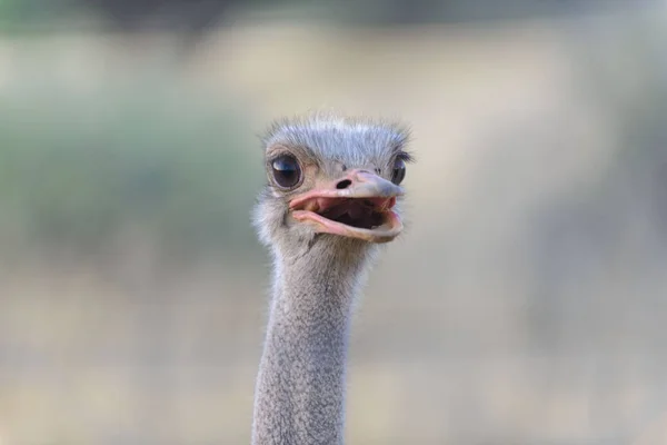 Strauß Der Afrikanischen Savanne — Stockfoto