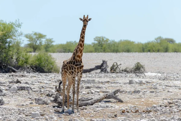 Girafa Savana Africana — Fotografia de Stock