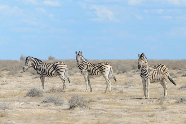 Afrika Nemzeti Park Vadon Élő Zebra — Stock Fotó