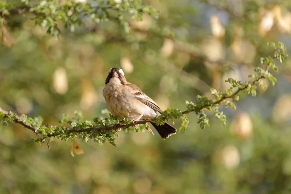 Pájaro Tejedor Nido — Foto de Stock