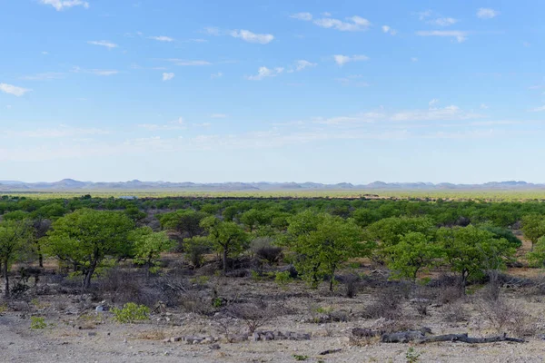 ナミビア アフリカのサバンナの風景の中の木 — ストック写真