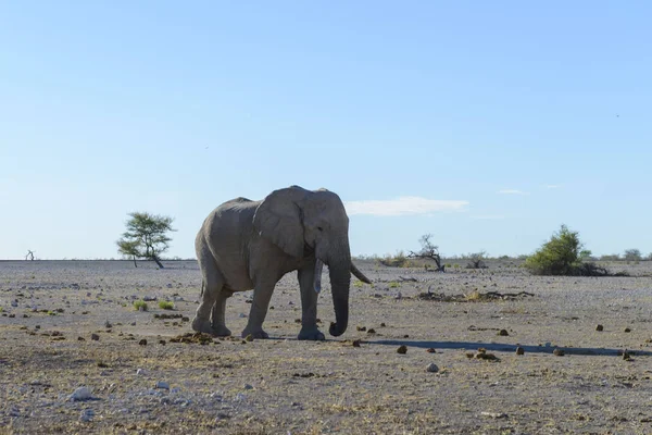 非洲大草原上的野生大象 — 图库照片