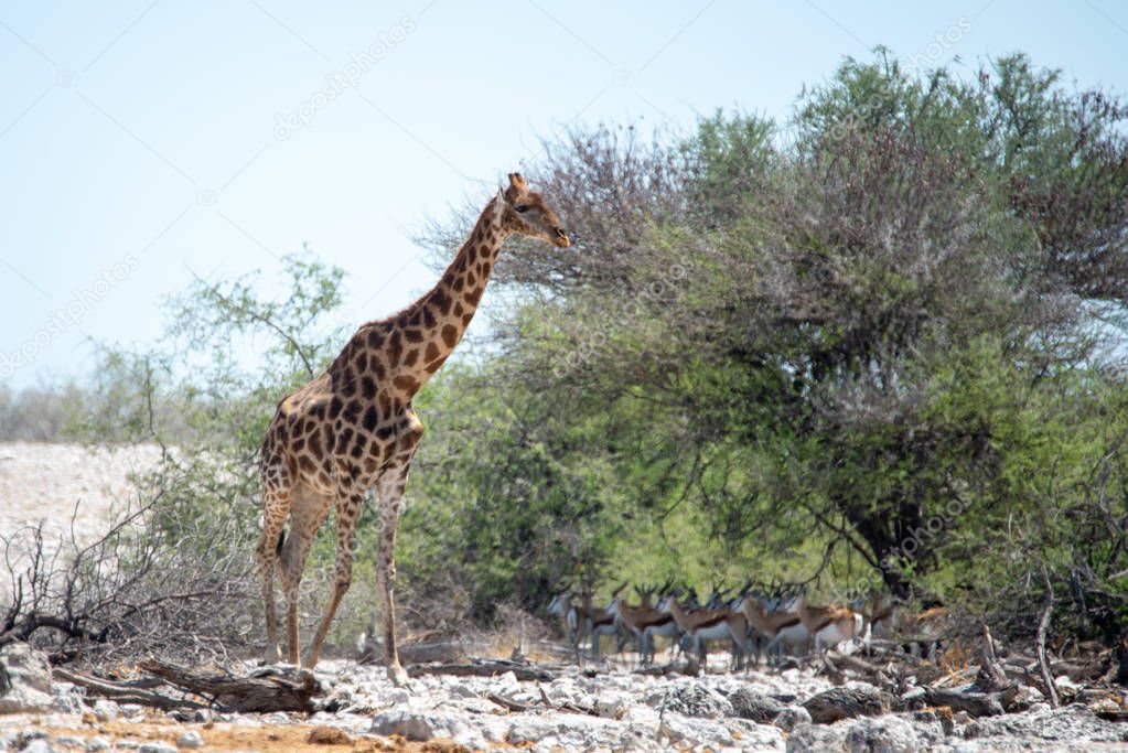 Giraffe in the African savanna