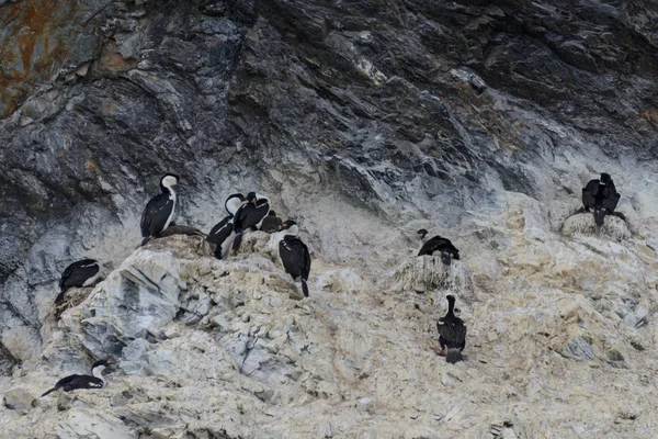 Blauwogige Aalscholvers Antarctica — Stockfoto