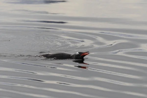 Pinguin Natürlichen Lebensraum — Stockfoto