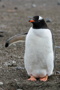 Gentoo pengueni sahilde