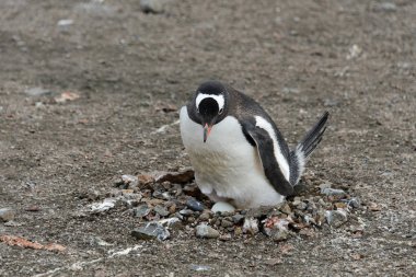 Gentoo pengueni yuvadaki yumurta