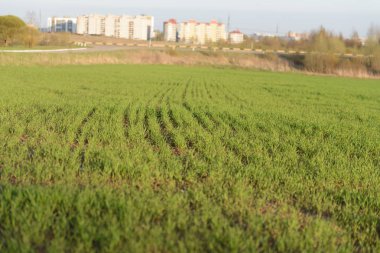 Yeşil çimen alanı arkaplanı