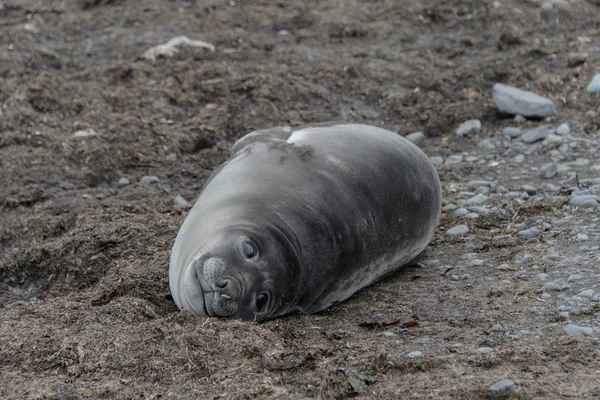 Sjöelefant Stranden — Stockfoto