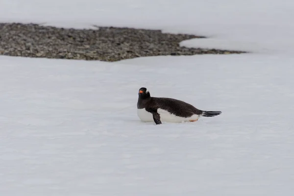 Pingwin Białobrewy Pełzanie Nature — Zdjęcie stockowe