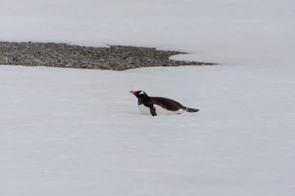 Gentoo Pinguino Strisciante Alla Natura — Foto Stock