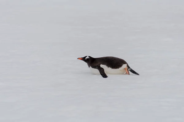 Gentoo Pinguim Rastejando Natureza — Fotografia de Stock