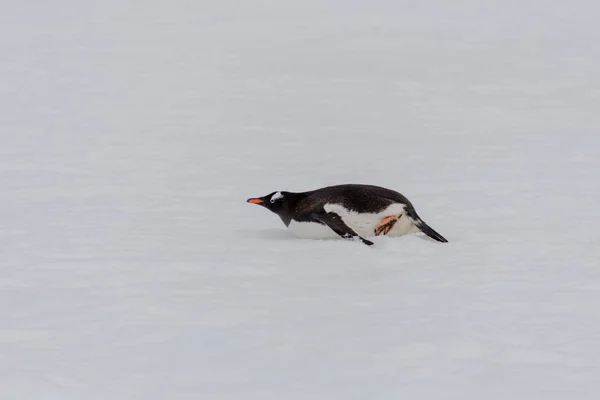 Gentoo Pinguim Rastejando Natureza — Fotografia de Stock