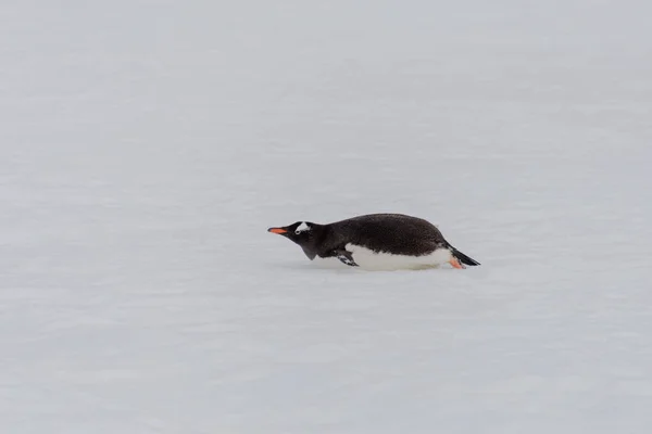 Gentoo Penguin Creeping Nature — Stock Photo, Image