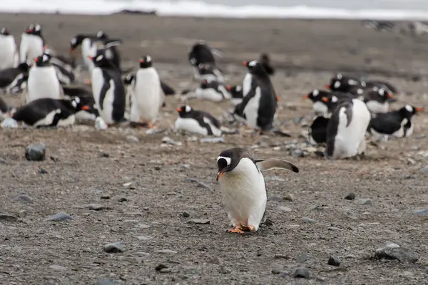 Pingüinos Gentoo Playa —  Fotos de Stock