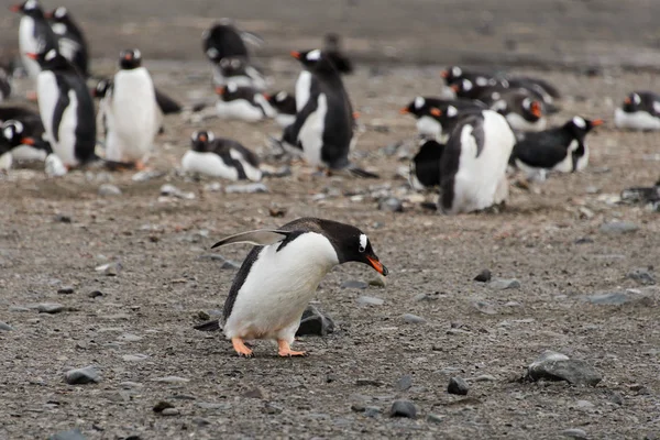 Gentoo Пінгвіни Пляжі — стокове фото