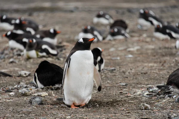 Gentoo Pingvin Strandon — Stock Fotó