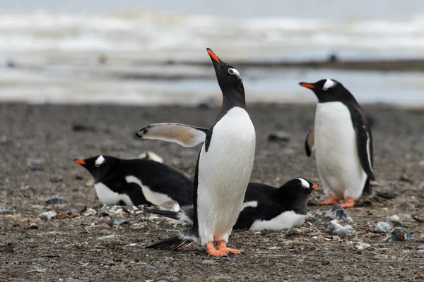Pinguini Gentoo Sulla Spiaggia — Foto Stock