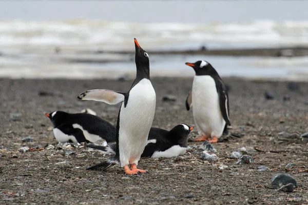 Gentoo Penguins Beach — Stock Photo, Image