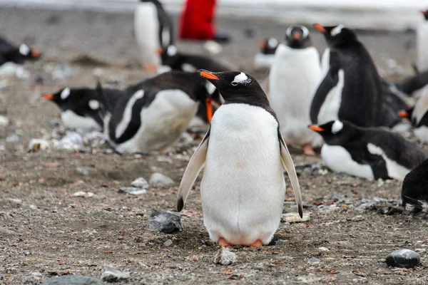 Gentoo Пінгвіна Пляжі — стокове фото