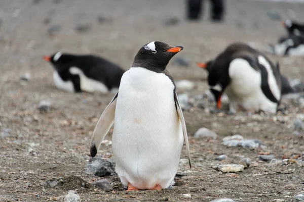 Gentoo Pingouin Sur Plage — Photo