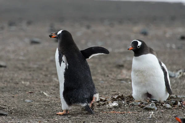 Gentoo Pingvin Természet Élőhely — Stock Fotó