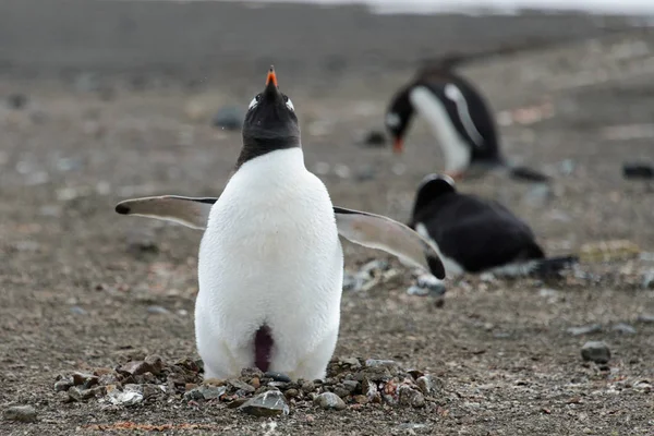 Gentoo Pingouin Sur Plage — Photo