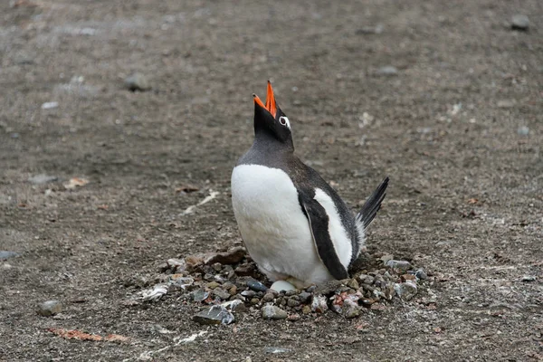 Pinguim Gentoo Com Ovo Ninho — Fotografia de Stock