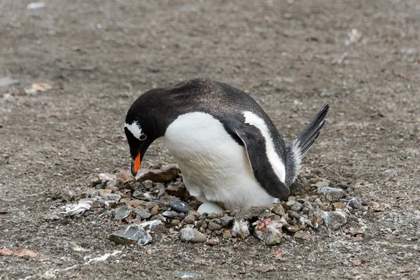 Pingouin Gentoo Avec Oeuf Nid — Photo