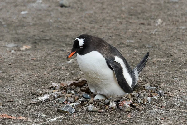 Ezelspinguïn Met Het Nest — Stockfoto